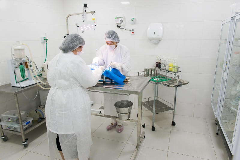 Cirurgia Veterinária em Sp Rio Cotia - Cirurgia Veterinária