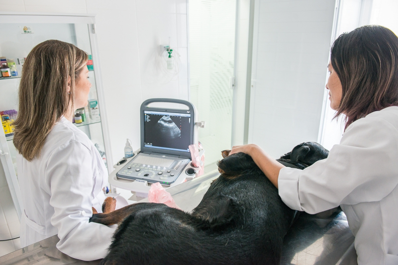 Clínica de Exames Clínicos Veterinários Arco-íris - Exame Veterinário