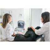 exames complementares veterinária Jardim Leonor