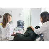 exames complementares veterinária Lageado